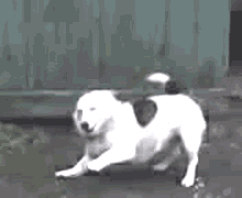 Dog Caine Dansand Pe Manele GIF - Dog Caine Dansand Pe Manele Dance GIFs