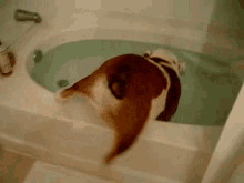 Bath Time Funny Animals GIF - Bath Time Funny Animals Dogs GIFs