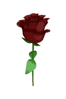 rose hoztam