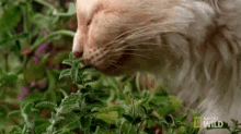 Cat Licking Plant GIF - Nat Geo Nat Geo Wild Worlds Weirdest GIFs