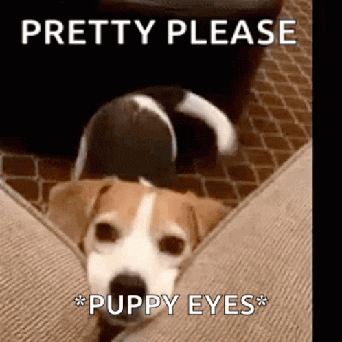 Puppy Dog Eyes Please GIFs | Tenor