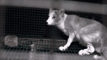 oikeuttael%C3%A4imille oikeuttaelaimille oe animalrights turkis oikeuttael%C3%A4imille oikeuttaelaimille oe animalrights turkis