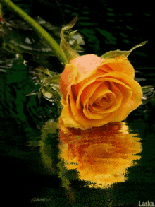 Yellow Flower Rose Yel GIF - Yellow Flower Rose Yel GIFs