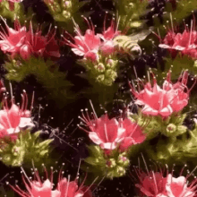 nature bees