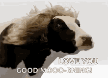 Good Morning Cow GIF - Good Morning Cow Long Hair GIFs