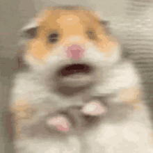 Hamster Shocked GIF - Hamster Shocked Afraid GIFs
