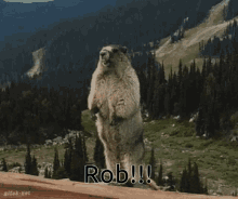 rob marmot scream