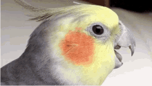 bird shocked