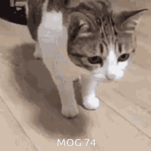 cat mog74