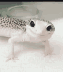 Winking Salamander GIF - Winking Salamander GIFs