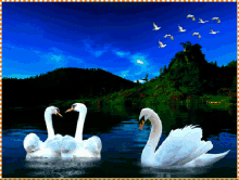 Cisnes Cute GIF - Cisnes Cute Duck GIFs