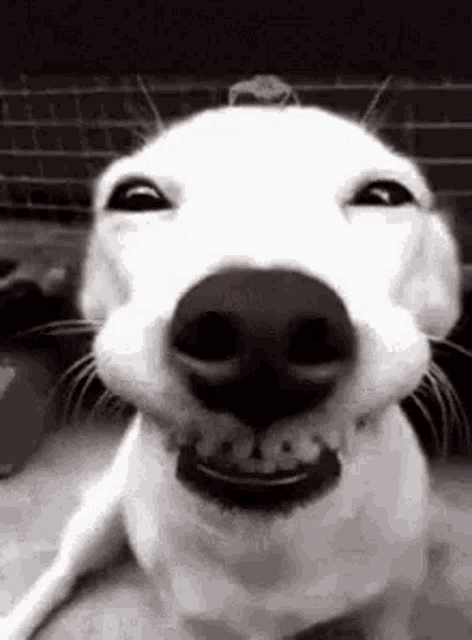 Smiling Dog Grin GIF - Smiling Dog Grin Smile GIFs