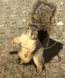 Squirrel Rotating GIF - Squirrel Rotating Ring GIFs