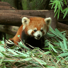 Sleepy Red GIF - Sleepy Red Panda GIFs