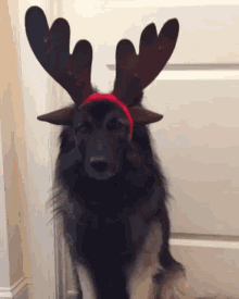 Dog Christmas GIF - Dog Christmas Reindeer GIFs