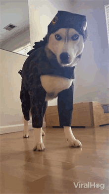 Confused Dog Viralhog GIF - Confused Dog Viralhog Licking GIFs