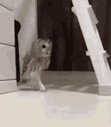 Tiptoe Sneak Out GIF - Tiptoe Sneak Out Owl GIFs