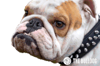 The Bulldog The Bulldog Amsterdam Sticker - The Bulldog Bulldog The Bulldog Amsterdam Stickers