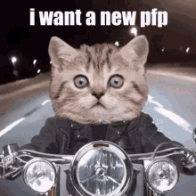 Cat New Pfp GIF - Cat New Pfp Pfp GIFs