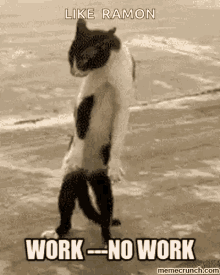 Funny Animals Work GIF - Funny Animals Work No Work GIFs