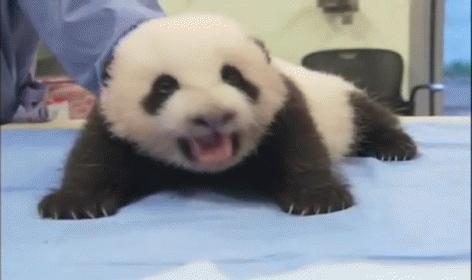 Baby Panda Gif Panda Discover Share Gifs