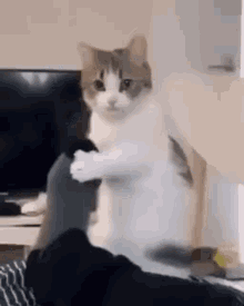 Cat Shaking GIF - Cat Shaking Leg GIFs