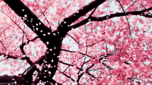 Spring Cherry Blossom Flowers GIF - Spring Springtime Spring Is Here GIFs
