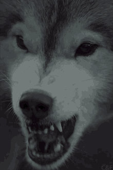 Wolf Mad GIF - Wolf Mad Rage GIFs