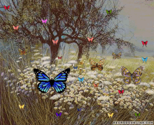 Borboletas Butterflies GIF - Borboletas Butterflies Butterfly GIFs