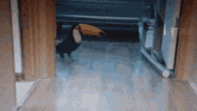 Toucan Bird GIF - Toucan Bird Pet GIFs