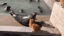 Cat Slap Seal Seal GIF - Cat Slap Seal Seal Cat GIFs