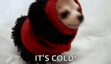 cold dog doggo chihuahua its cold