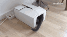 Play Fight The Pet Collective GIF - Play Fight The Pet Collective Box GIFs
