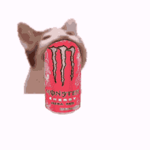 Cat Monch Monster Energy GIF - Cat Monch Monster Energy Monster GIFs