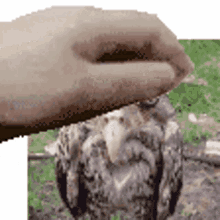 wet owl wet bird wet owl sad bird wet owl wet bird wet owl sad bird