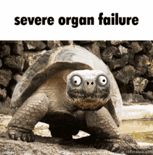 Kaperoo Severe Organ Failure GIF - Kaperoo Severe Organ Failure Organ Failure GIFs