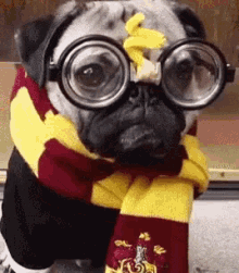 Harry Potter Pug GIF - Harry Potter Pug Wizard GIFs