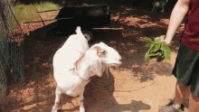 Goat Weed Em And Reap GIF - Goat Weed Em And Reap Eating GIFs