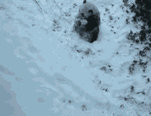 Playing Snow Watch Playful Pandas Frolic In The Snow Gif Playing Snow Playing Snow Watch Playful Pandas Frolic In The Snow Gif Playing Snow