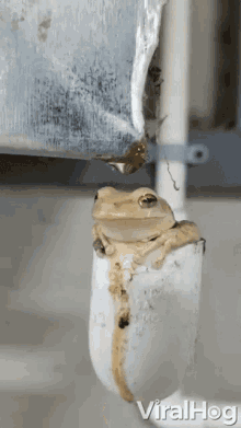 Shower Frog GIF - Shower Frog Drip Drop GIFs