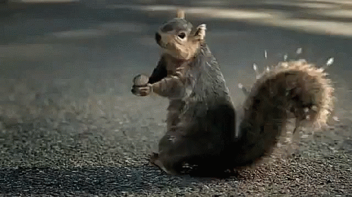 squirrel-shocked.gif