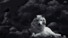 wolves chill white wolf