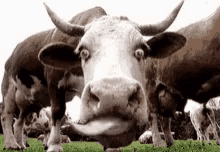 Kus Crazy Cow GIF - Kus Crazy Cow Look GIFs