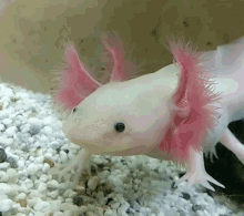 Axolotl Dafuq GIF - Axolotl Dafuq Confused GIFs