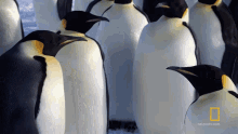 Penguins In A Group Emperor Penguins GIF - Penguins In A Group Emperor Penguins Back Off GIFs