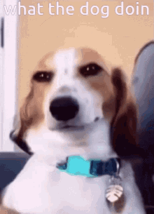 What The Dog Doin What The Dog Doin Meme GIF - What The Dog Doin What The Dog Doin Meme What The Dog Doing GIFs