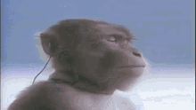 Macaco Ouvindo Musica Macaco Mp3 GIF - Macaco Ouvindo Musica Macaco Macaco Mp3 GIFs