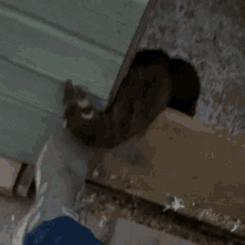 ferret ferrets rat rats cute