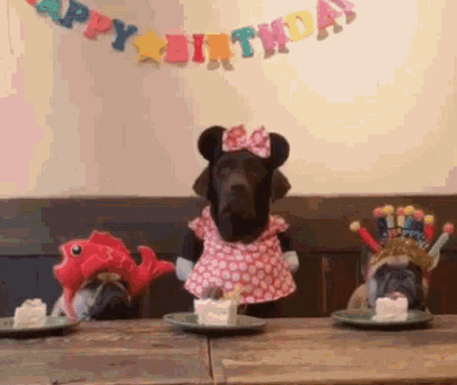 Gif se třemi psy, z nichž pes uprostřed sní narozeninové dorty oběma psům, kteří sedí vedle něj. 