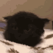 Black Cat Tiny Cat GIF - Black Cat Tiny Cat Smol Kitten GIFs